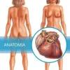 Anatomia