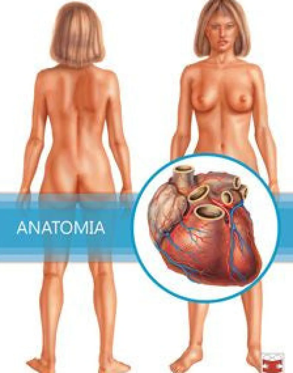 Anatomia