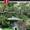 Japanin kielen alkeet 1
