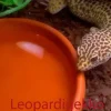 Leopardigekko