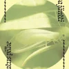 lepatus pilke
