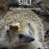 Siili Suomen luonnossa