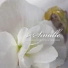 Sinulle